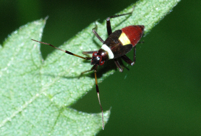 Miridae: Closterotomus biclavatus dell''Emilia (MO)